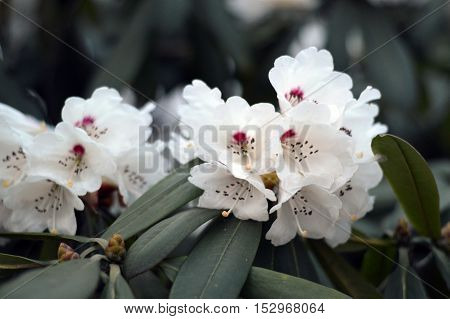 Tree blossom with white/pink flowers and green leafs in behind with blurred background