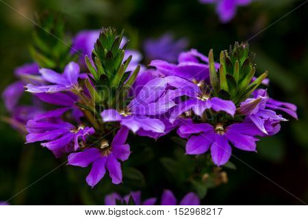 Close-up of lilac gardenflower. Macro photography of nature.