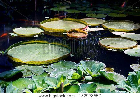 Leaves of water lilies on a pond