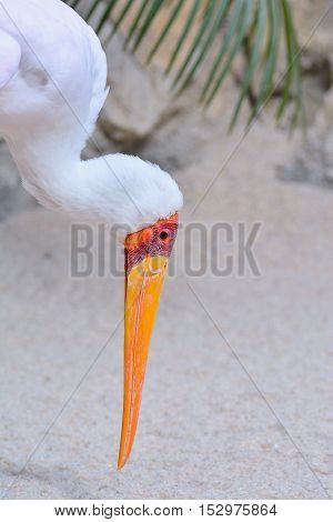 A Mycteria ibis Tantalum African on wildlife.