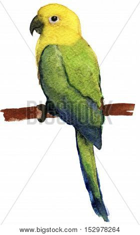 watercolor sketch of parrot lovebird on white background