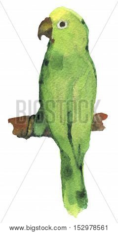watercolor sketch of lovebird parrot on white background
