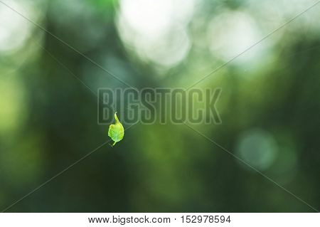 Leaf which has hung on a web. Small leaf on a web. Green leaf. Nature Blurred Background. Green Bokeh. Summer or spring backdrop with fresh green leaves and sun flares