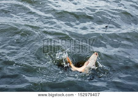 The hooked fish on a hook. Fishing on the river. The hooked river fish close up.