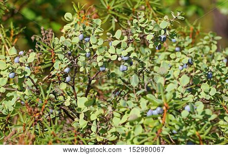 Bush blueberry Northern forest and Yamalo-Nenets Autonomous Okrug