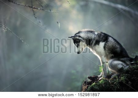 Dog Breed Siberian Husky