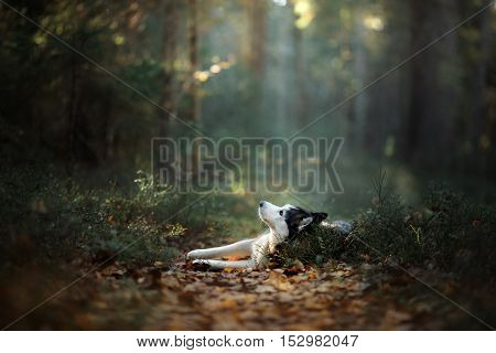 Dog Breed Siberian Husky