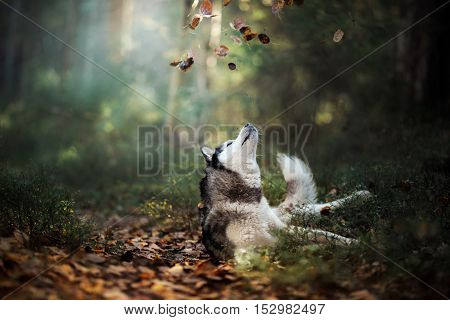 Dog breed Siberian Husky walking in autumn forest
