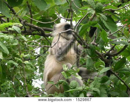 schwarz konfrontiert monkey 