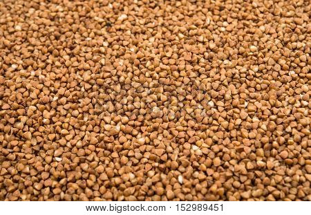 photographed close-up ripe kernel of buckwheat nature