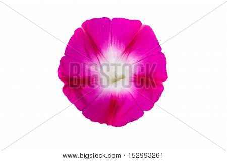 spring glory flower isolated on white background
