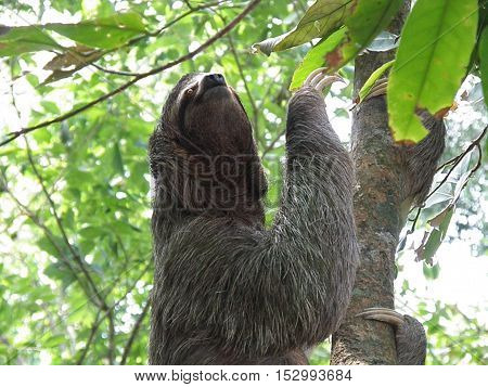 Sloth in the Costa Rica rainforest climbing a tree.
