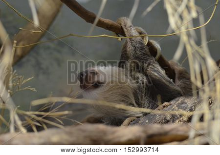 Sloth lazily clinging to tree branches upside down