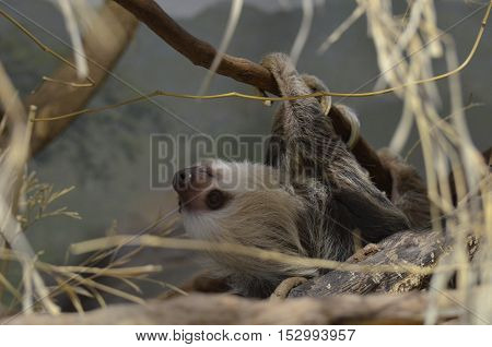 Adorable face of a sloth making his way through the trees.
