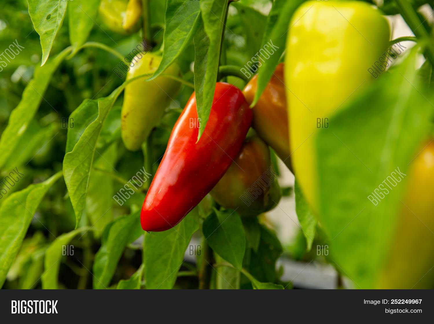 Get Wallpaper Closeup Ripening Image Photo Free Trial Bigstock HD