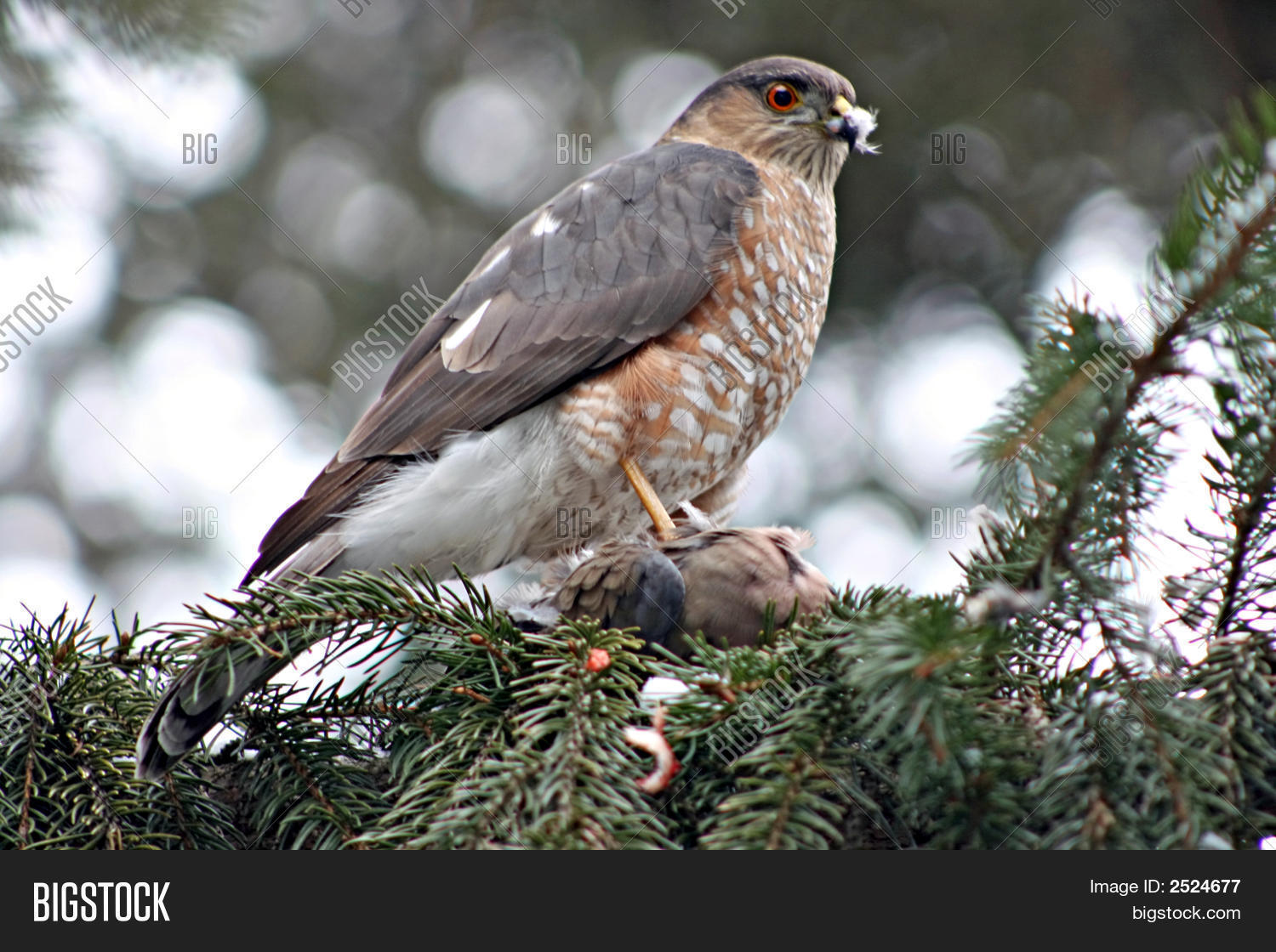 Image Preview