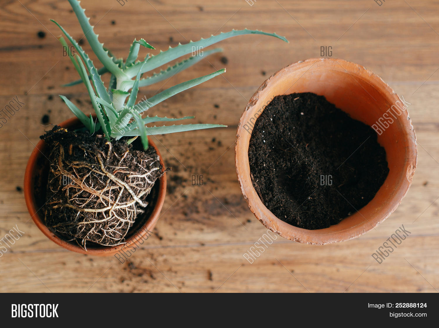Aloe Vera Roots Ground Image & Photo (Free Trial) Bigstock