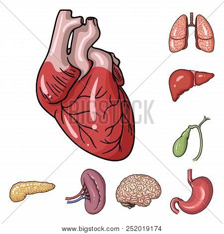 Human Organs Cartoon Icons In Set Collection For Design. Anatomy And Internal Organs Vector Symbol S