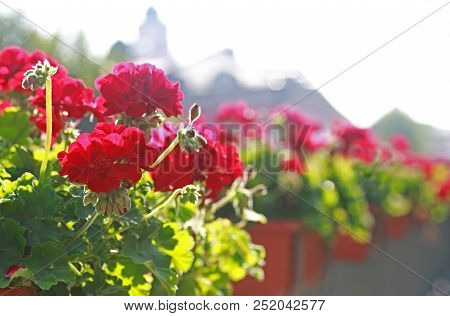 Row Of Flower Boxes With Red Geraniums, City Silhouette In Background, Back Lit