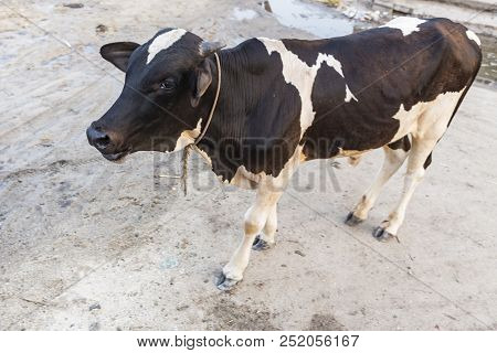 Sacred Cow On Street Near The Temple And The Gate, Ndia.i