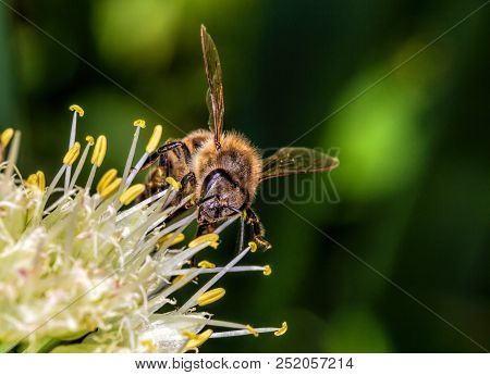 The Bee Collects The Nectar From The Blossoming Onion. The Bee Carries The Pollen. Macro Photo Of A 