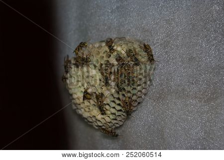 Wasps Build A Nest. Vespiary. Close-up. Dangerous Insects