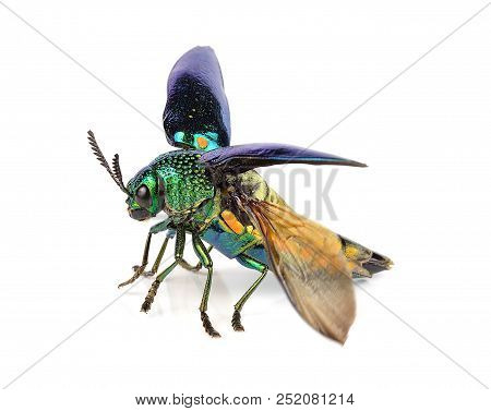 Metallic Wood-boring Beetle  Isolated On White Background.