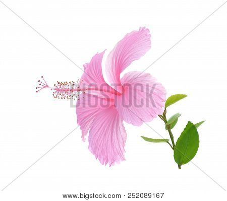 A Pink Hibiscus Isolated On White Background