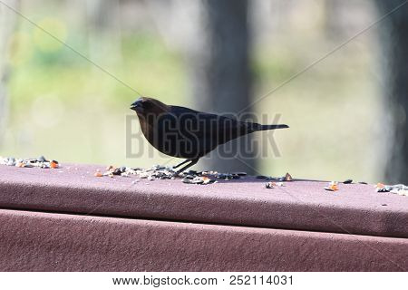 Male Cowbird Perched On A Back Deck Porch Railing Eating Birdseed