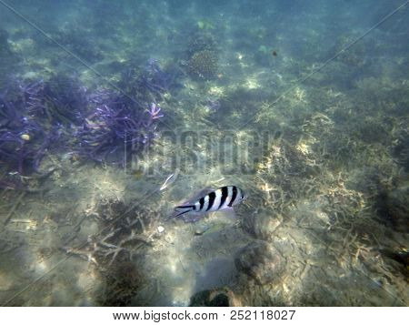 Sealife Of Luganville, Espiritu Santo, Vanuatu