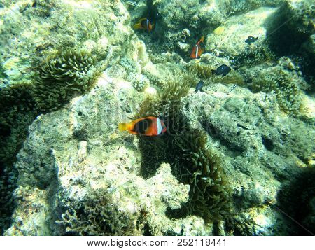 Sealife Of Luganville, Espiritu Santo, Vanuatu