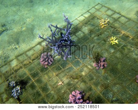 Sealife Of Luganville, Espiritu Santo, Vanuatu