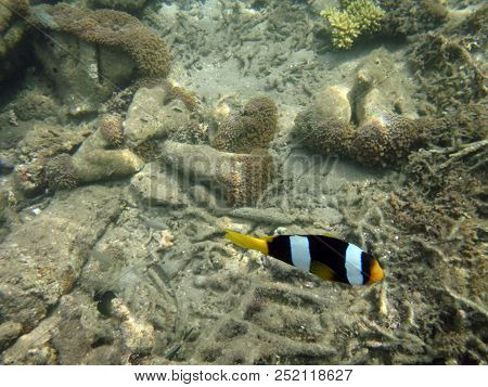 Sealife Of Luganville, Espiritu Santo, Vanuatu