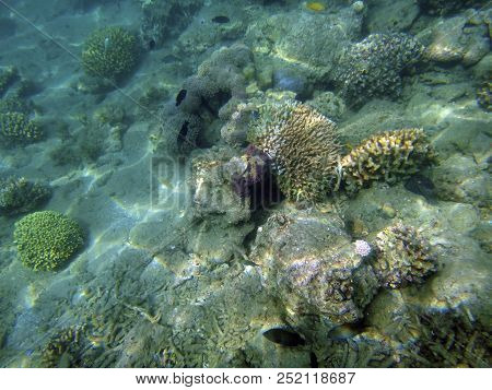Sealife Of Luganville, Espiritu Santo, Vanuatu