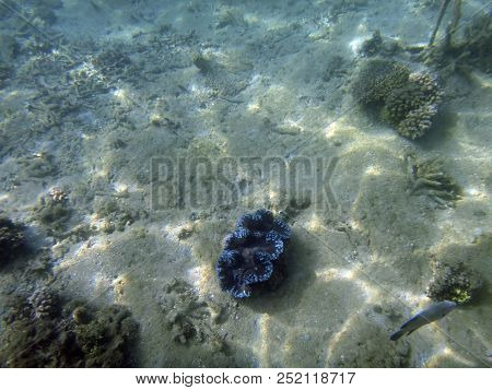 Sealife Of Luganville, Espiritu Santo, Vanuatu