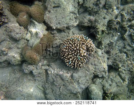 Sealife Of Luganville, Espiritu Santo, Vanuatu