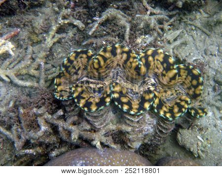 Sealife Of Luganville, Espiritu Santo, Vanuatu