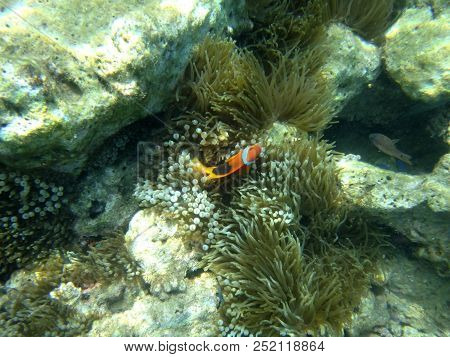 Sealife Of Luganville, Espiritu Santo, Vanuatu