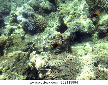 Sealife Of Luganville, Espiritu Santo, Vanuatu