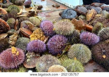 Freshly Caught From The Waters Of The Atlantic Ocean Sea Shellfish- Sea Urchin