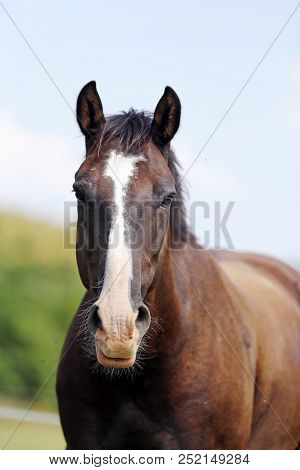 Thoroughbred Youngster Posing On The Green Meadow Summertime. Portrait Of A Purebred Young Horse On