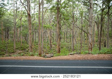 Boranup Forest - Margaret River - Australia