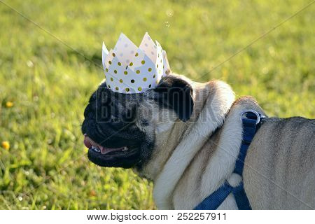 Dog-king. Young Pug-dog.young Energetic Dog On A Walk. Sun. Funny Face. How To Protect Your Dog From