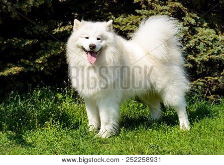Samoyed Looks In The Camera. The Samoyed Stands On The Green Grass In The City Park.