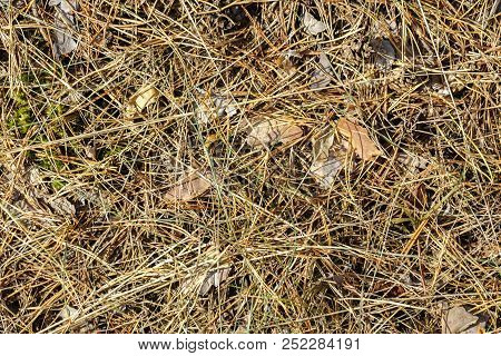 Pine Needles On The Ground. Forest Background. Place For Text