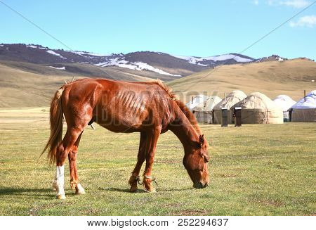The Horse  Around Ger Camp In A Large Meadow At Song Kul Lake ,  Naryn Of Kyrgyzstan