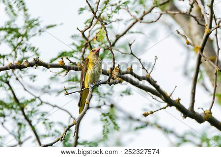 Young Eurasian Golden Oriole Or Oriolus Oriolus