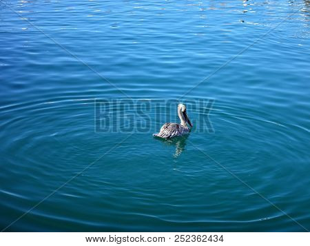 Black Pelicans Of Cabo San Lucas, Baja California, Mexico.