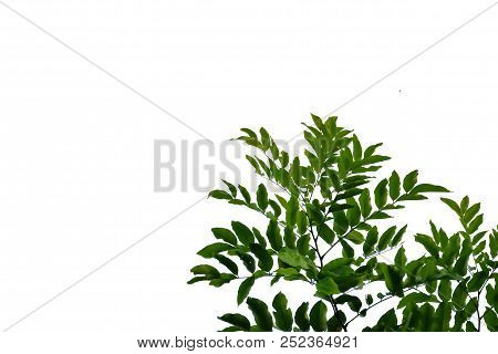 Tropical Tree Leaves With Branches On White Isolated Background For Green Foliage Backdrop