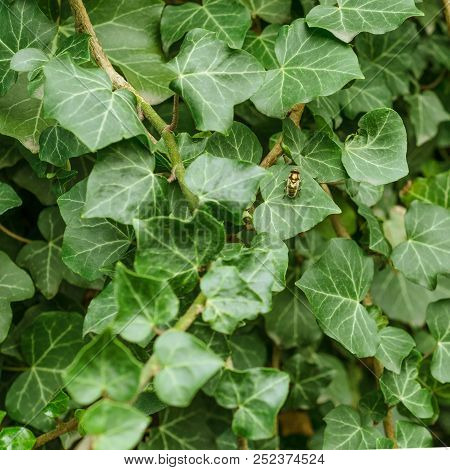 Background Of Green Leaves In The Middle Of Which Sits An Insect. Dark Green Abstract Nature Texture